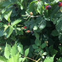 Szeder - Rubus fruticosus- Mure