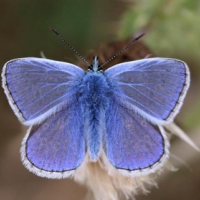 Közönséges boglárka (Polyommatus icarus) - Fluture albastru coun