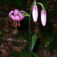 Turbánliliom (Lilium martagon) - Crinul de pădure
