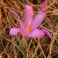 Egyhajúvirág (Bulbocodium vernum) - Sofranul de luncă de primavara