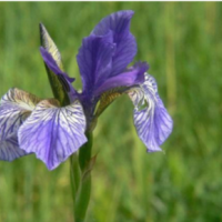 Szibériai nőszirom (Iris sibirica) - Stânjenelul sălbatic