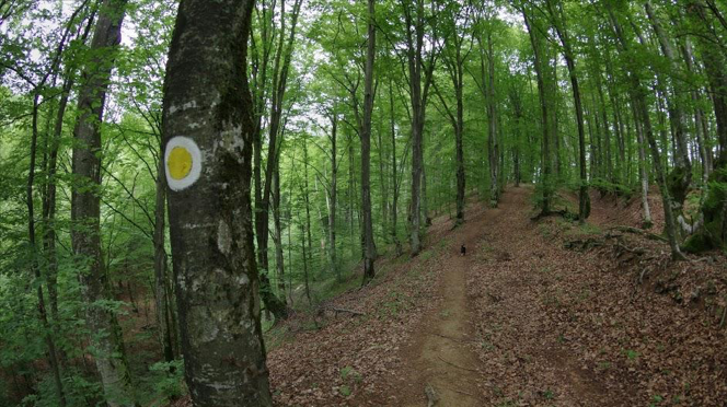 Gyertyános-tölgyes Kaszojánál - Pădure de fag- Căsoaia
