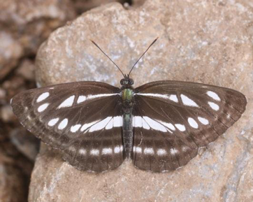 Fehérsávos lepke (Nephtis sappho) - Fluture nafalid