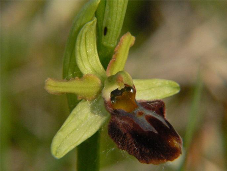 Pókbangó (Ophrys sphegodes) - Orhidea păianjen